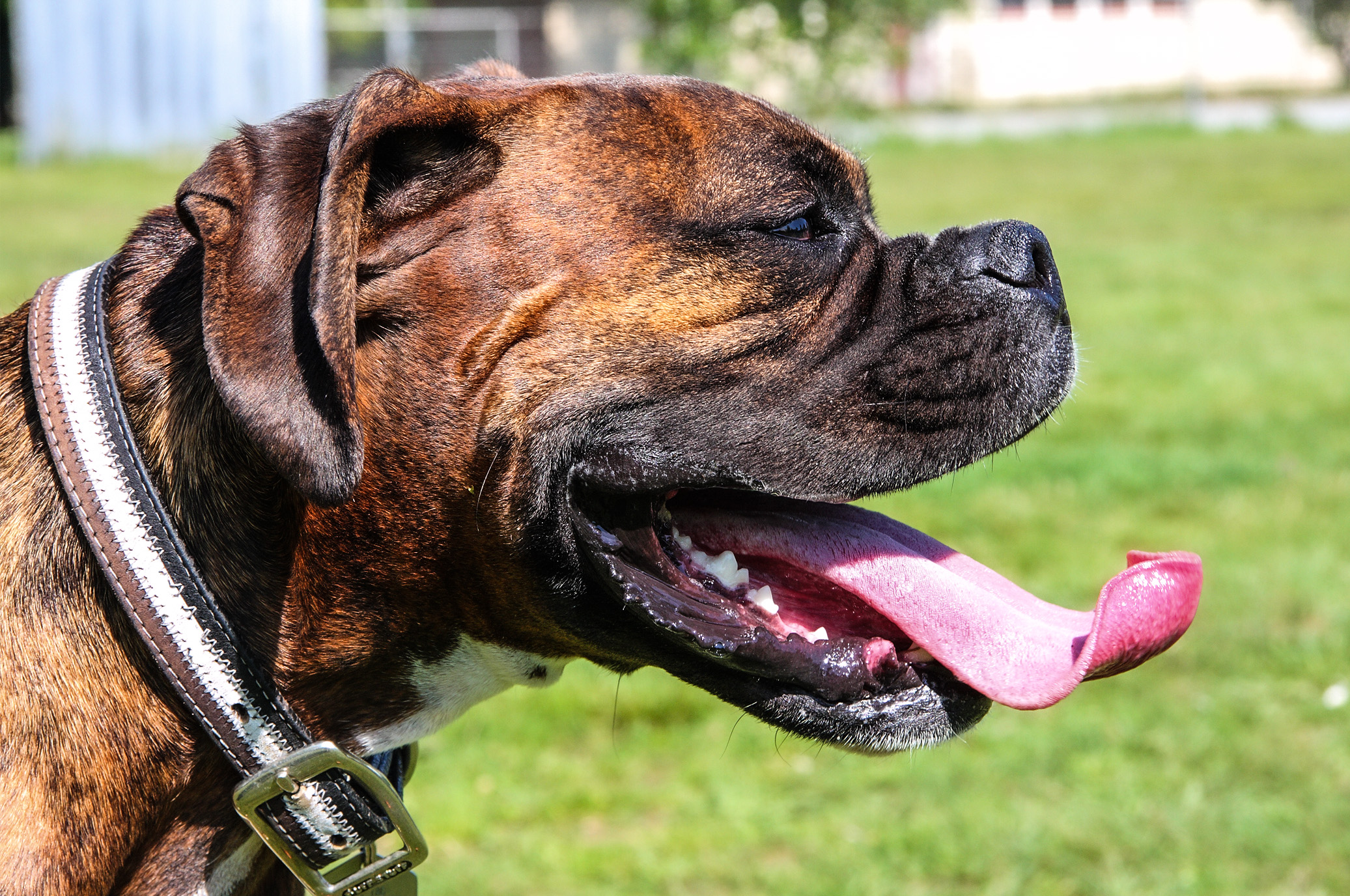image of Harvey our boxer